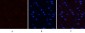 PI 3-kinase p85α (phospho Tyr607) Polyclonal Antibody